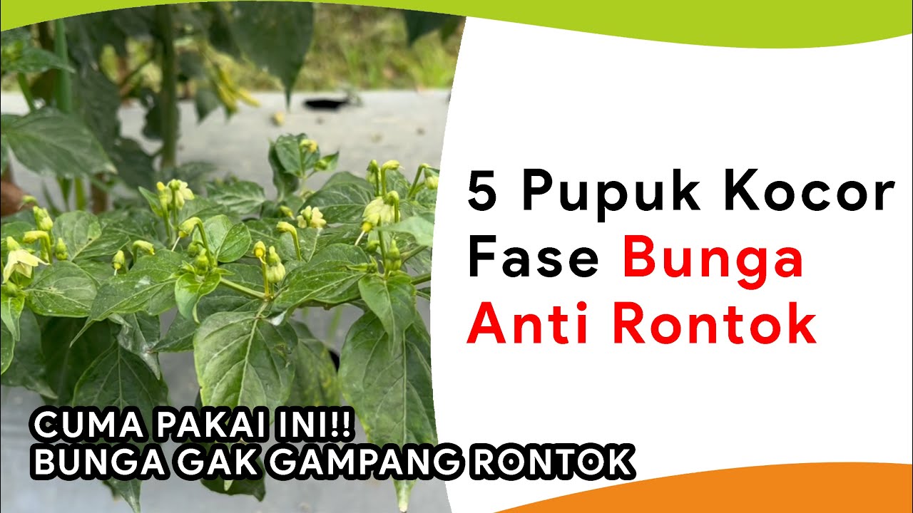 5 Pupuk Kocor Bunga Serempak Anti Rontok Kemarau Panjang
