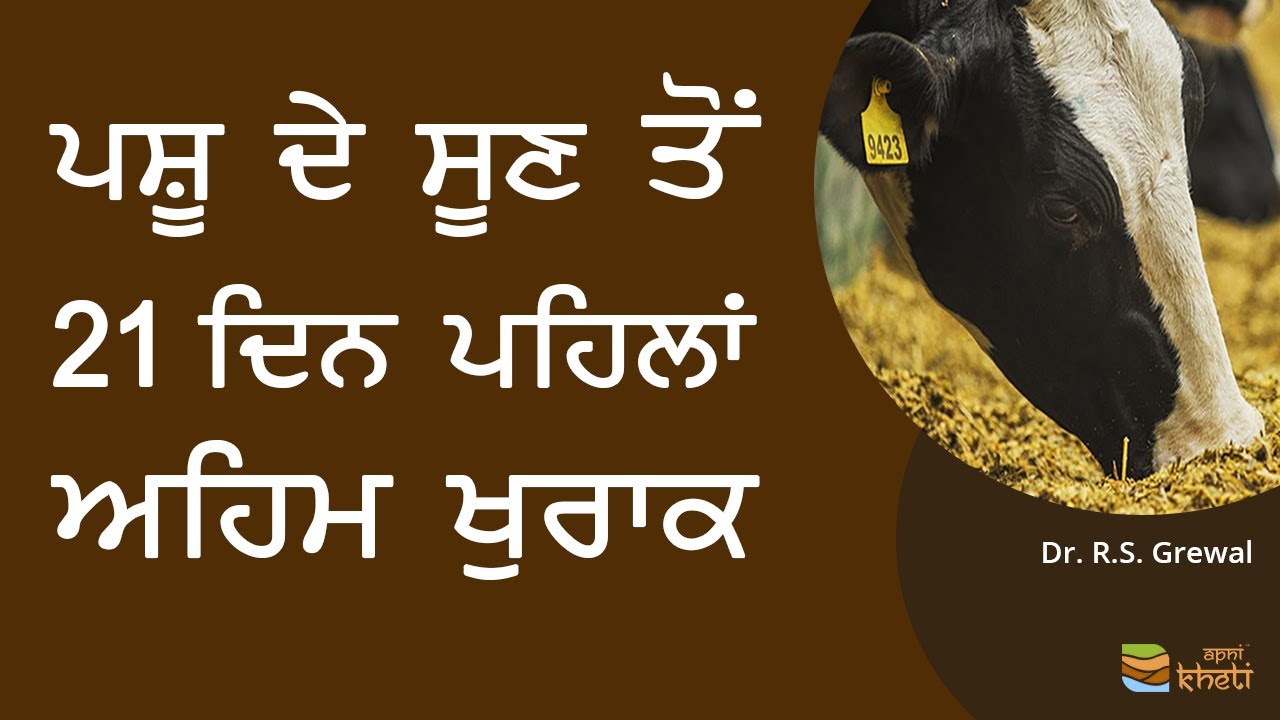 ਪਸ਼ੂ ਨੂੰ ਸੂਣ ਤੋਂ ਪਹਿਲਾ ਇਹ ਫੀਡ ਦੇਣ ਨਾਲ ਵਧੇਗਾ ਦੁੱਧ I Transition Period Management in cattle