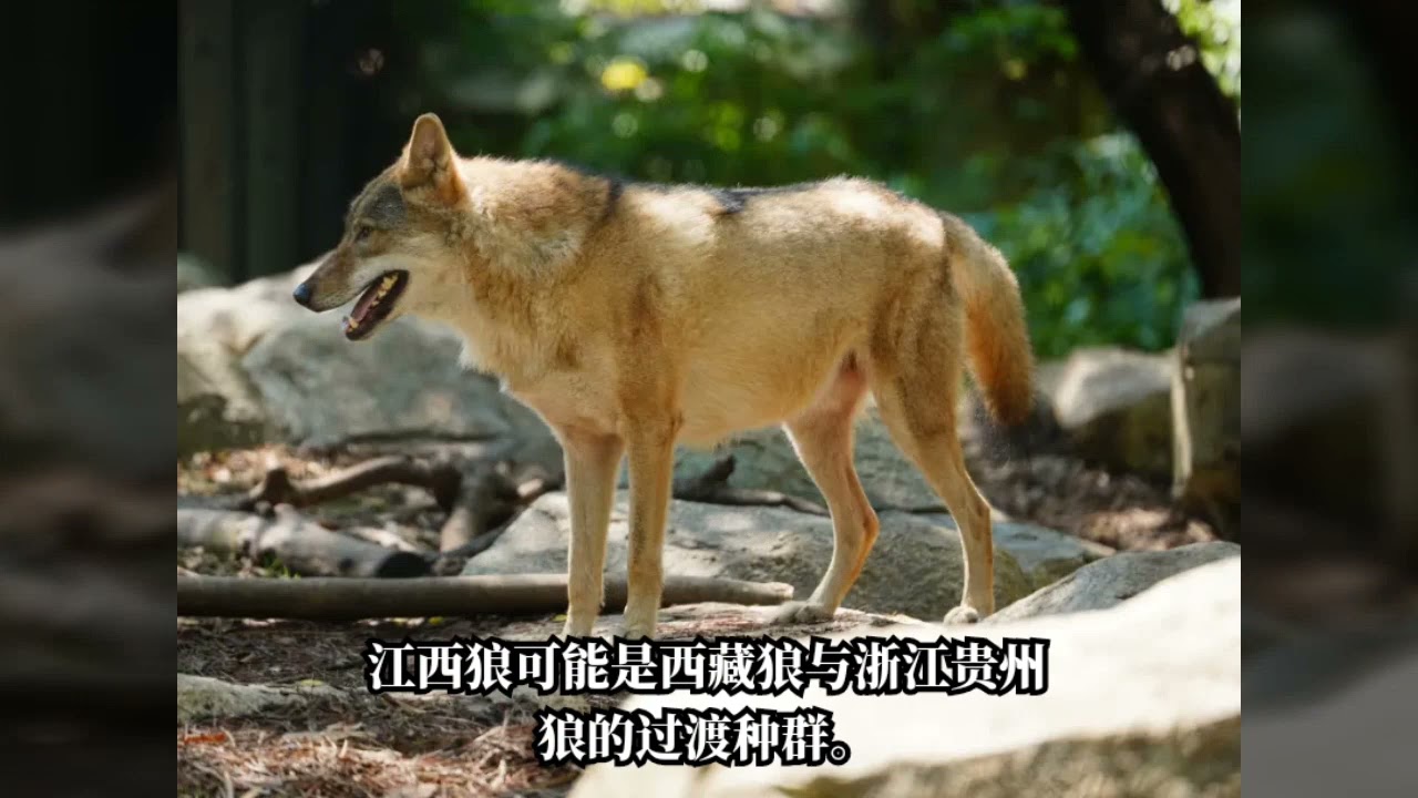 华南地区狼的现状：几乎消失，恢复希望渺茫