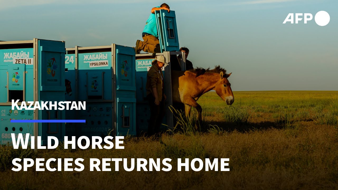 Home at last: Wild horse species returns to the Kazakh steppes | AFP