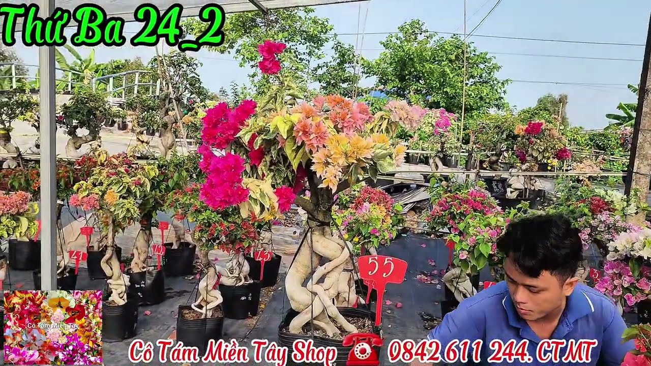 Ngày 24_2_2026 cây Chào bán củ to cây đẹp nhiều màu ☎️ 0842 611 244. CTMT 