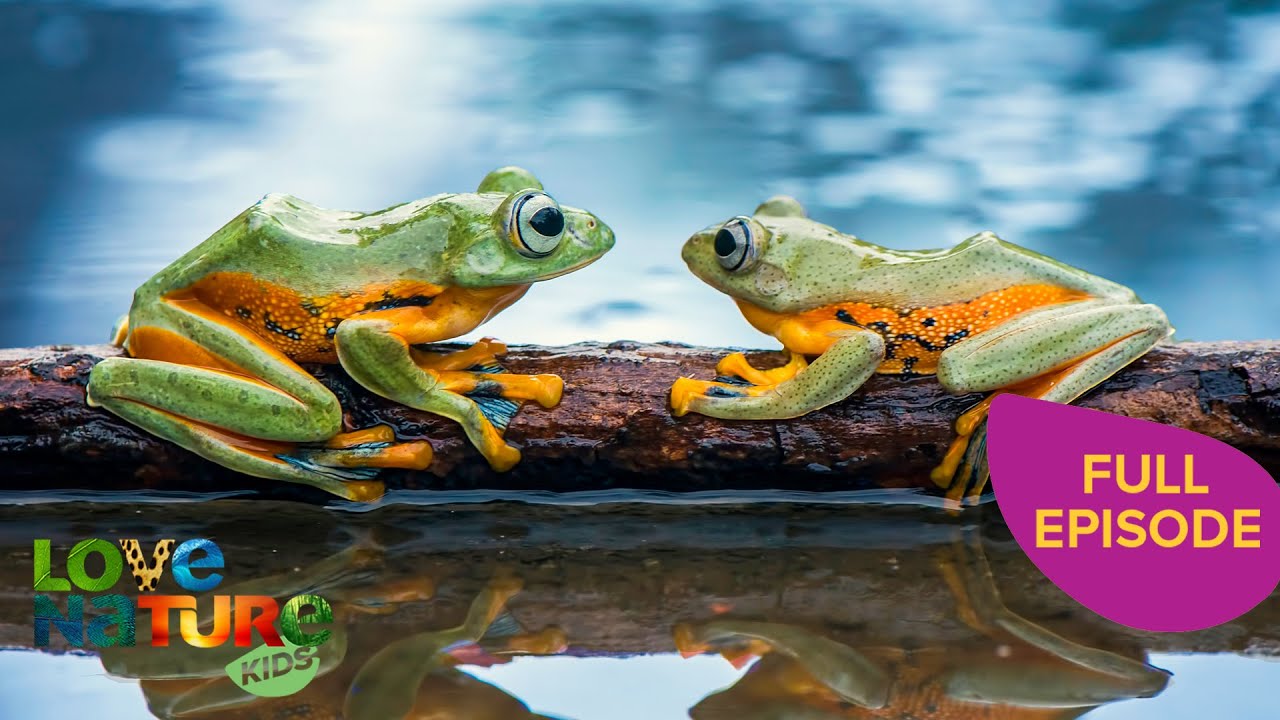 Rainbow Frogs Thrive In Extreme Climates | Land of Gremlins 103