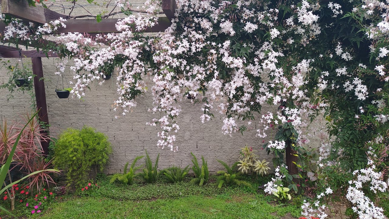 Jasmim dos Poetas Carregado de Flores
