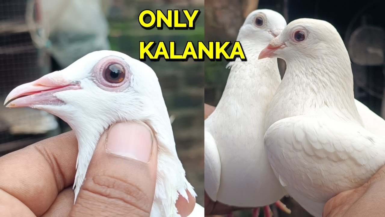 ONLY KALANKA PIGEON WASIM BHAI LOFT VISIT
