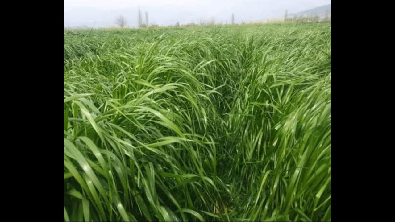 Maralfalfa kışı nasıl atlatır. Elimizdeki çelikleri nasıl saklamaliyiz