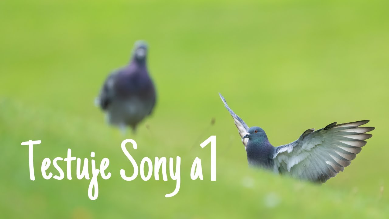 Krótki test Sony a1 w parku.
