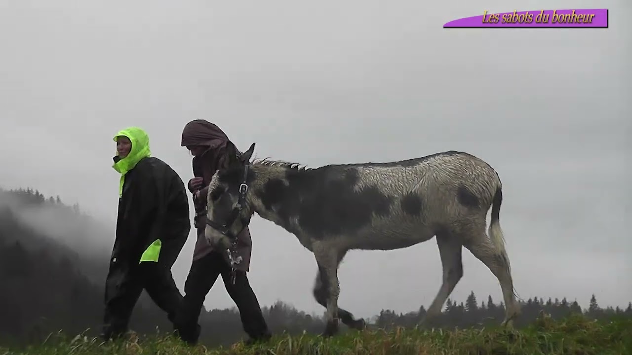 La transhumance des chevaux dans le Jura