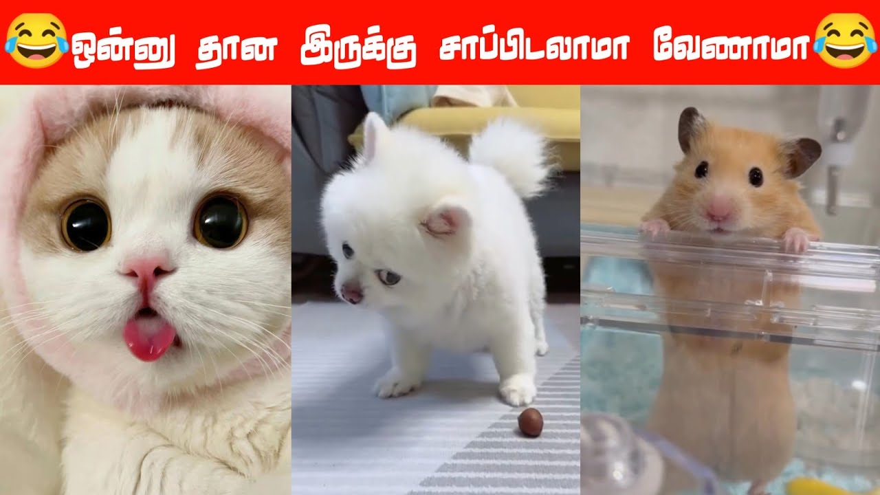 😂🐈‍⬛பாஸ் வாய் மாட்டிக்கிச்சி🐕😂#viral #trending #comedy #funnyanimalvideos