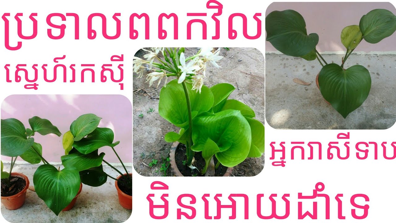 ប្រទាលពពកវិល | ពិតជាពូកែណាស់ទាំងរកសុី នឹងការពារ - KH108