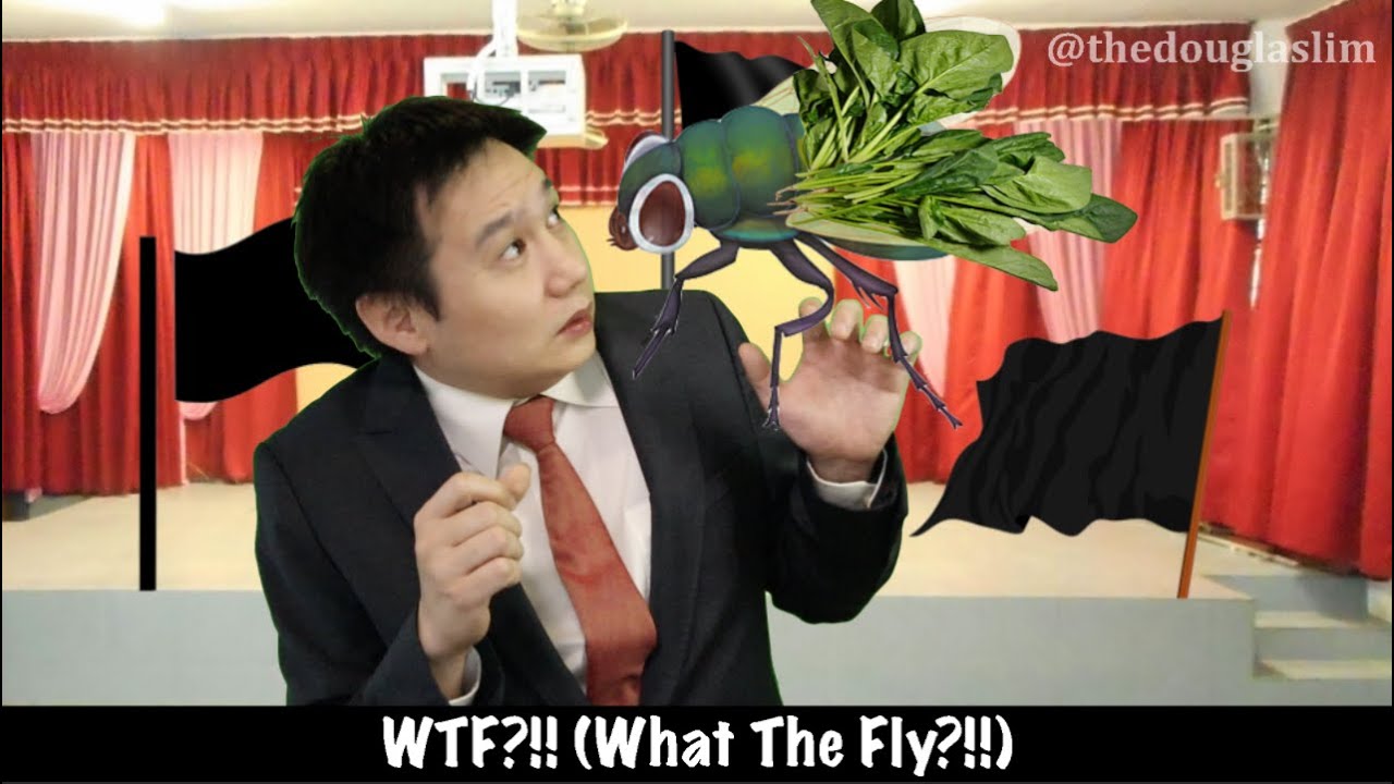 WHAT THE FLY (WTF?!!)