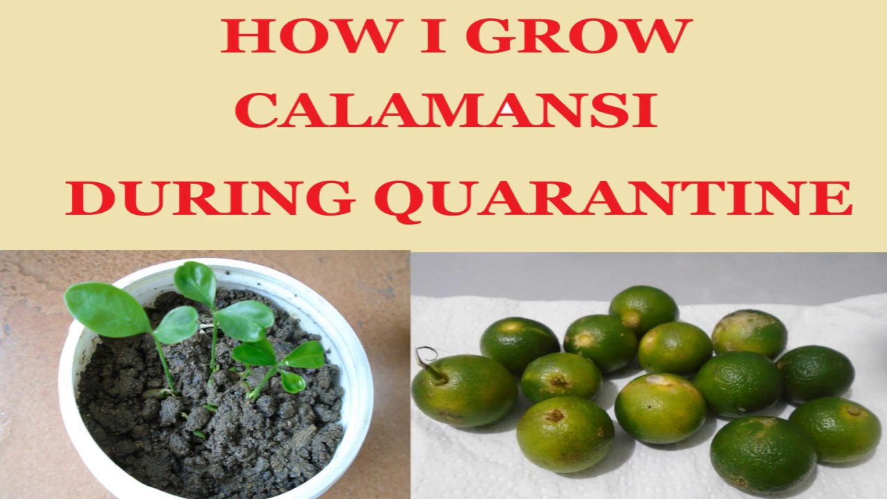 HOW I GROW CALAMANSI DURING QUARANTINE || EASIEST WAY TO GROW CALAMANSI || WORTHWHILE HOBBIES