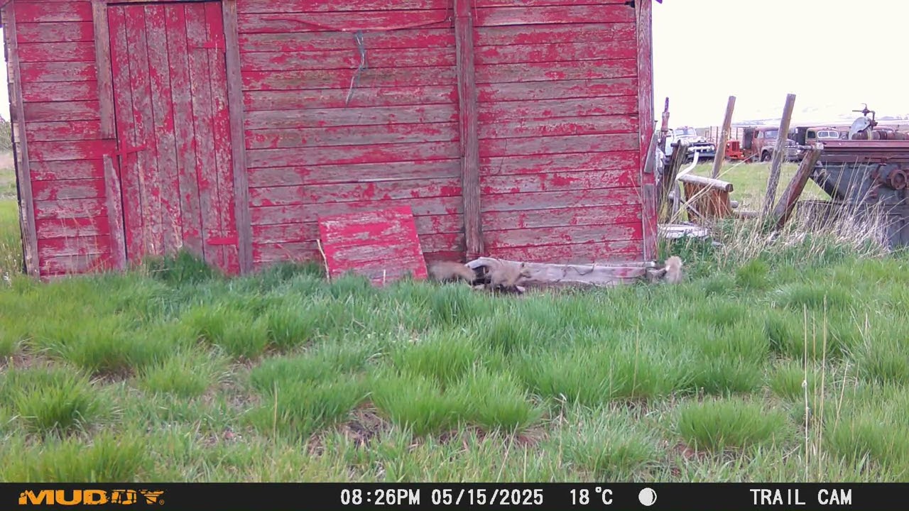 5 Kits Have A Rousing Game Of Pounce And Tag