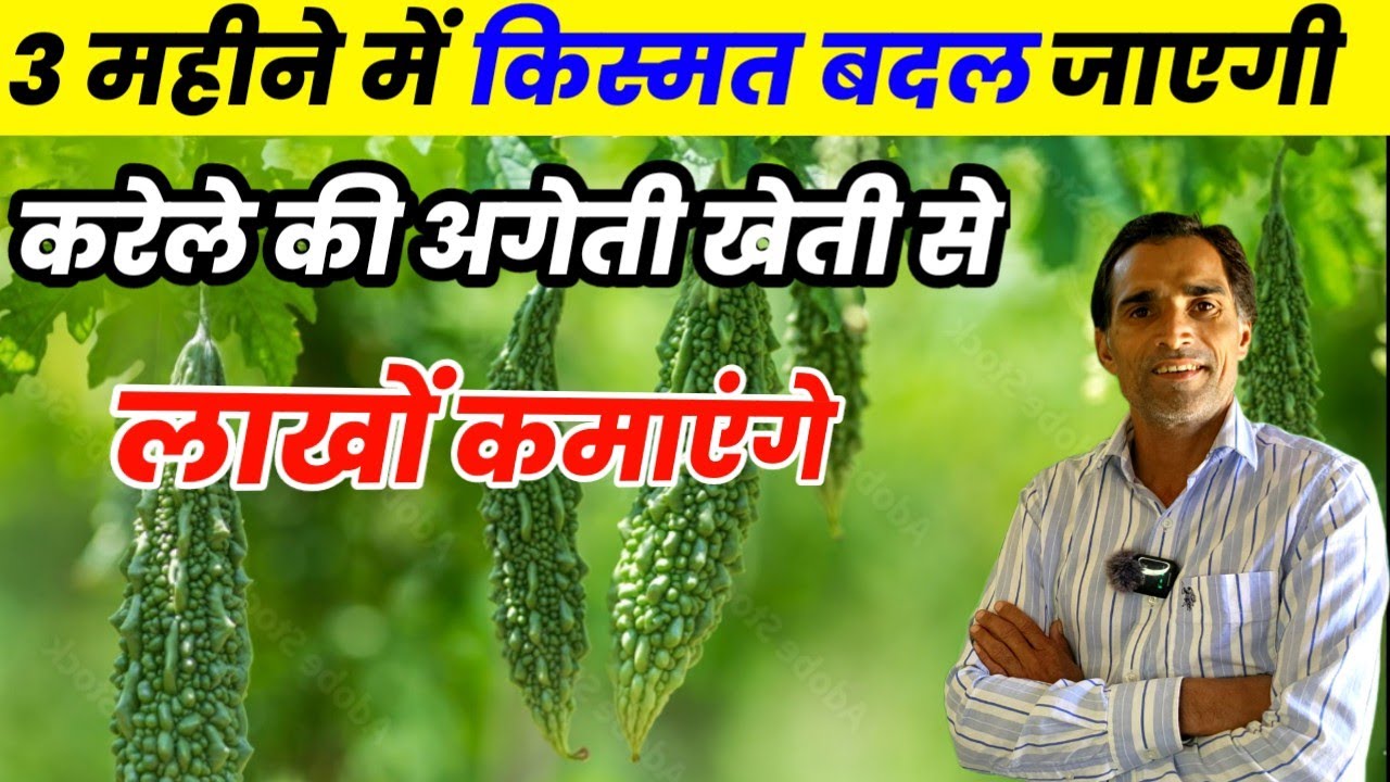 3 महीने में किस्मत बदल जाएगी करेले की अगेती खेती से | karele ki kheti |