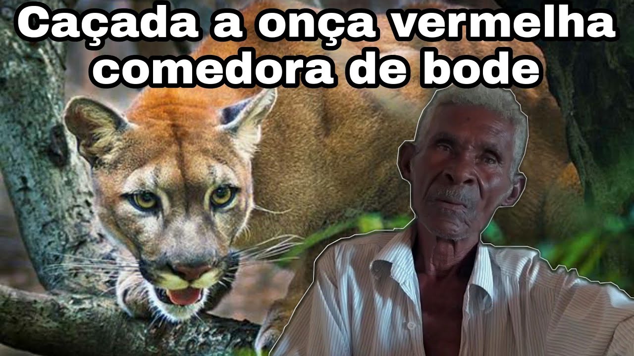 História de caçador - Causo da caçada a onça comedora de bode #causos #caçadas