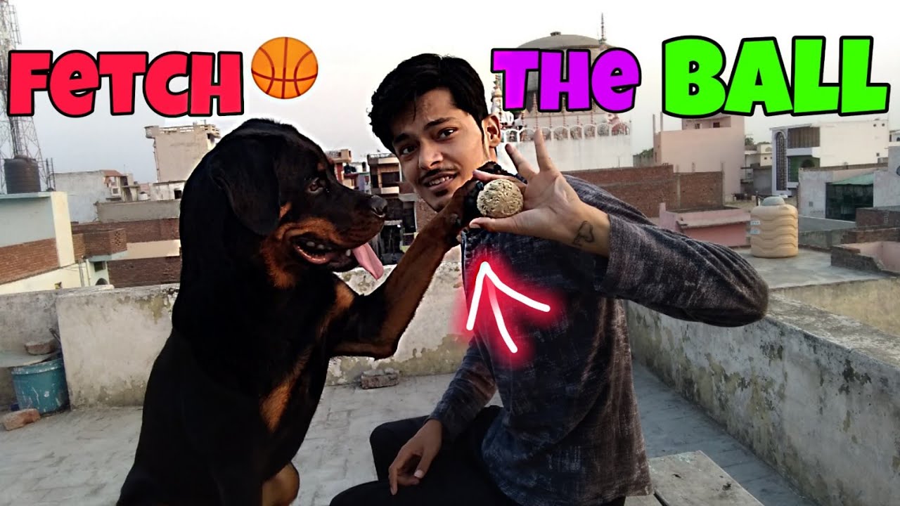 अपने Dog को बॉल लाना कैसे सिखाएं || 
How to teach your dog to Fetch the ball🏀|| Dog Training ||