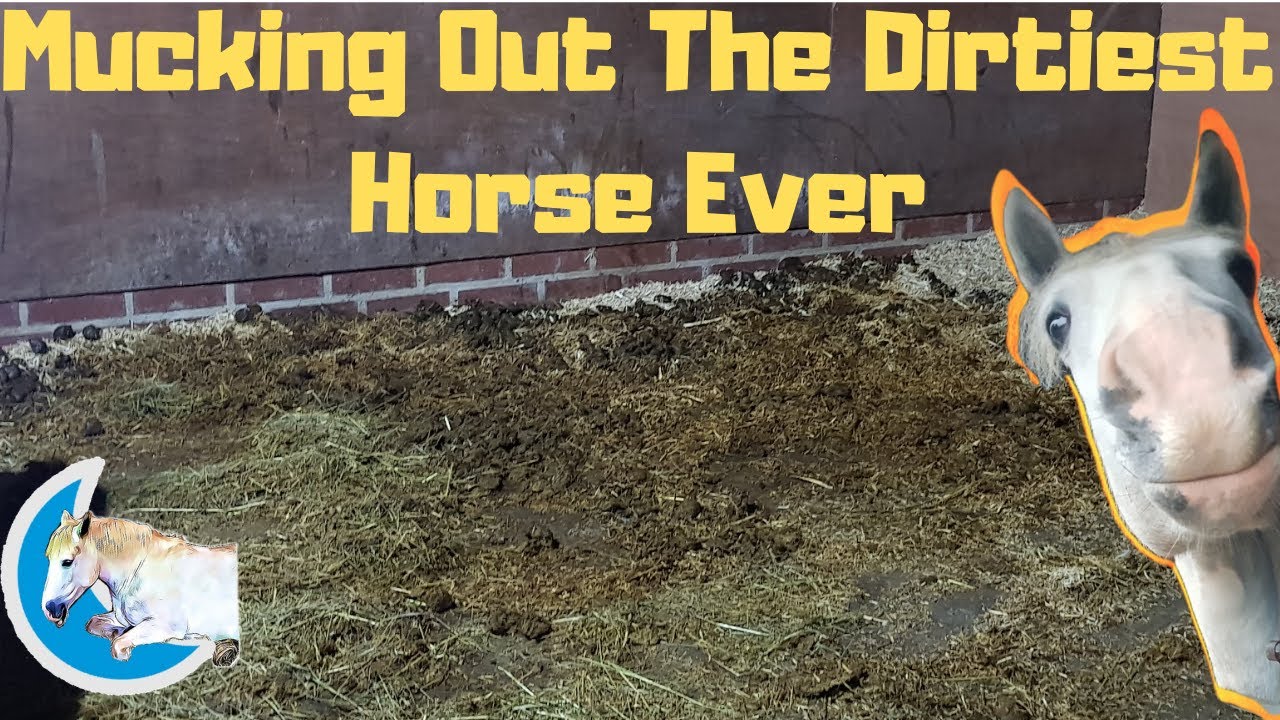 Mucking Out The Dirtiest Horse Ever | Moon Equestrian