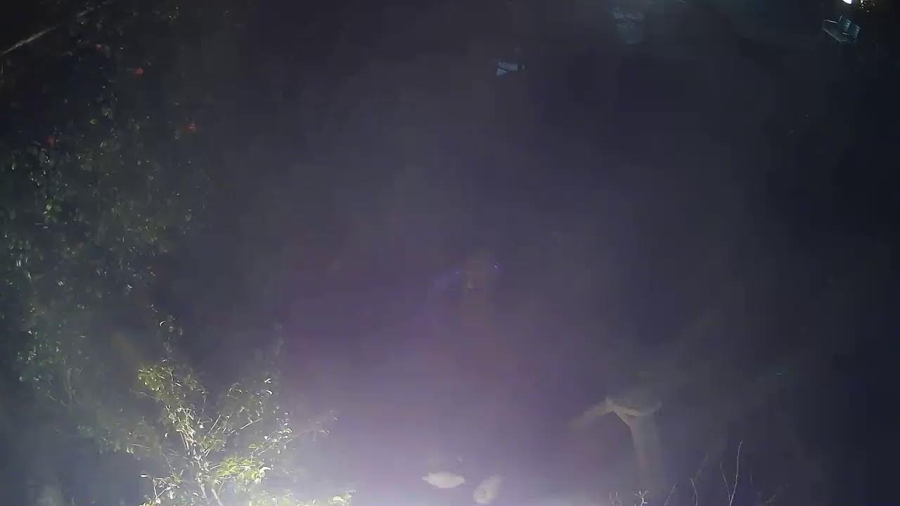 雨引観音　護摩祈願ライブ配信
