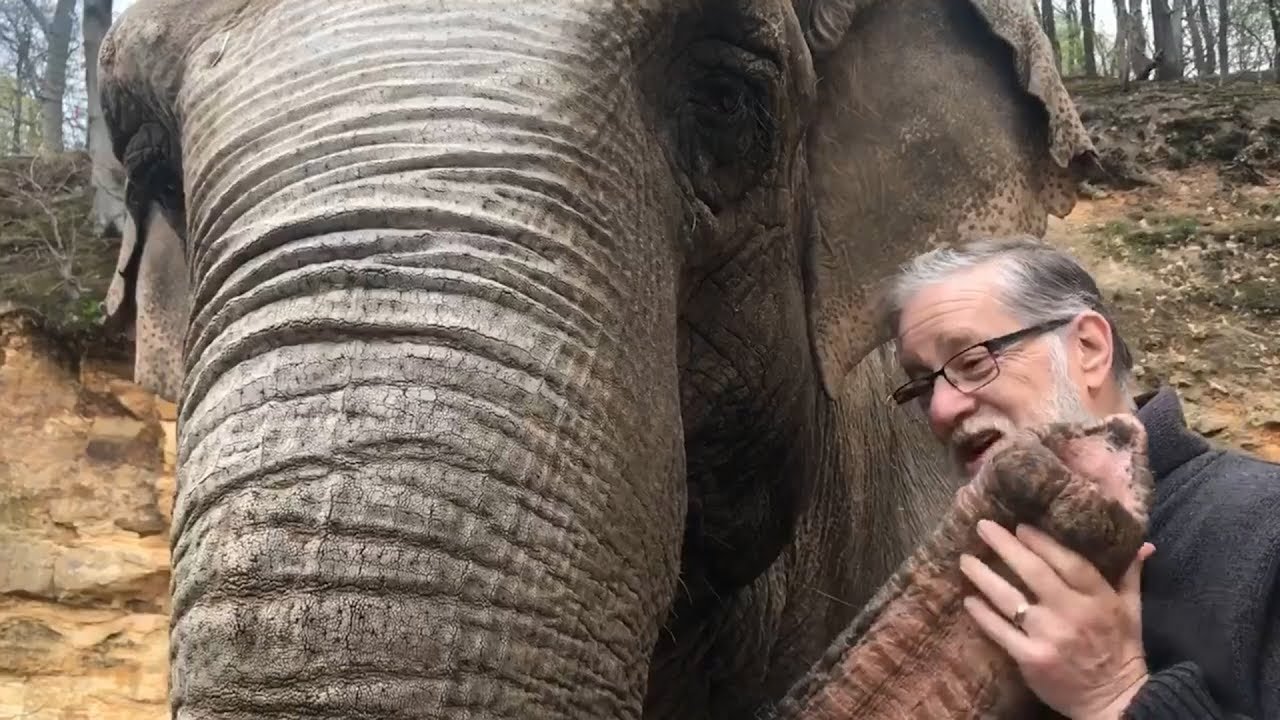 35 Jahre sp&auml;ter: Elefant erkennt Ex-Pfleger