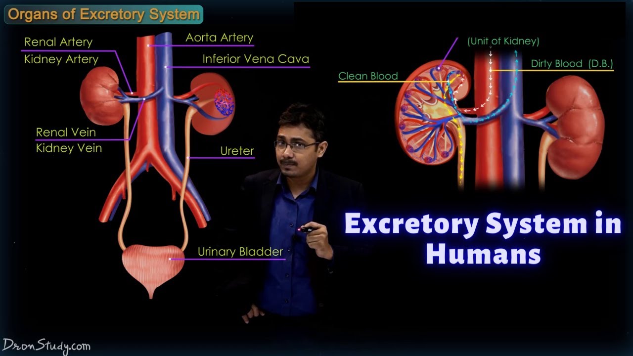 Excretory System in Humans | CBSE Class 10 Science (Biology) | Free Education