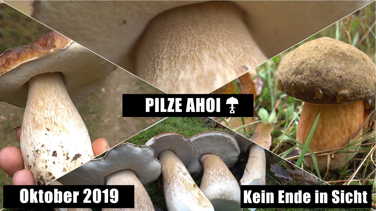 Die Steinpilze sprießen weiter in Niedersachsen - der Wahnsinn 2019