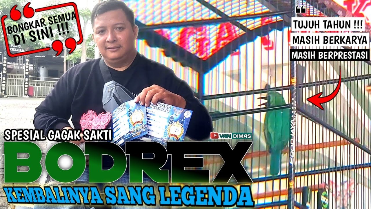 Cucak ijo BODREX GACOR Di GAGAK SAKTI GRESIK‼️Tujuh Tahun Berkarya dan PRESTASI