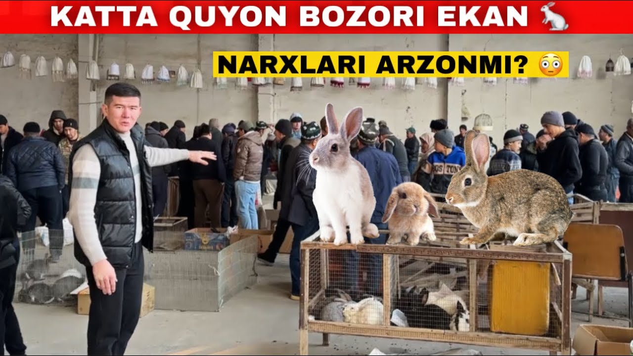 SIZNI KUTIRGAN USHA KATTA VA ARZON QUYON BOZORI NARXLARI 🐰 NAMANGAN RMK BOZORI 