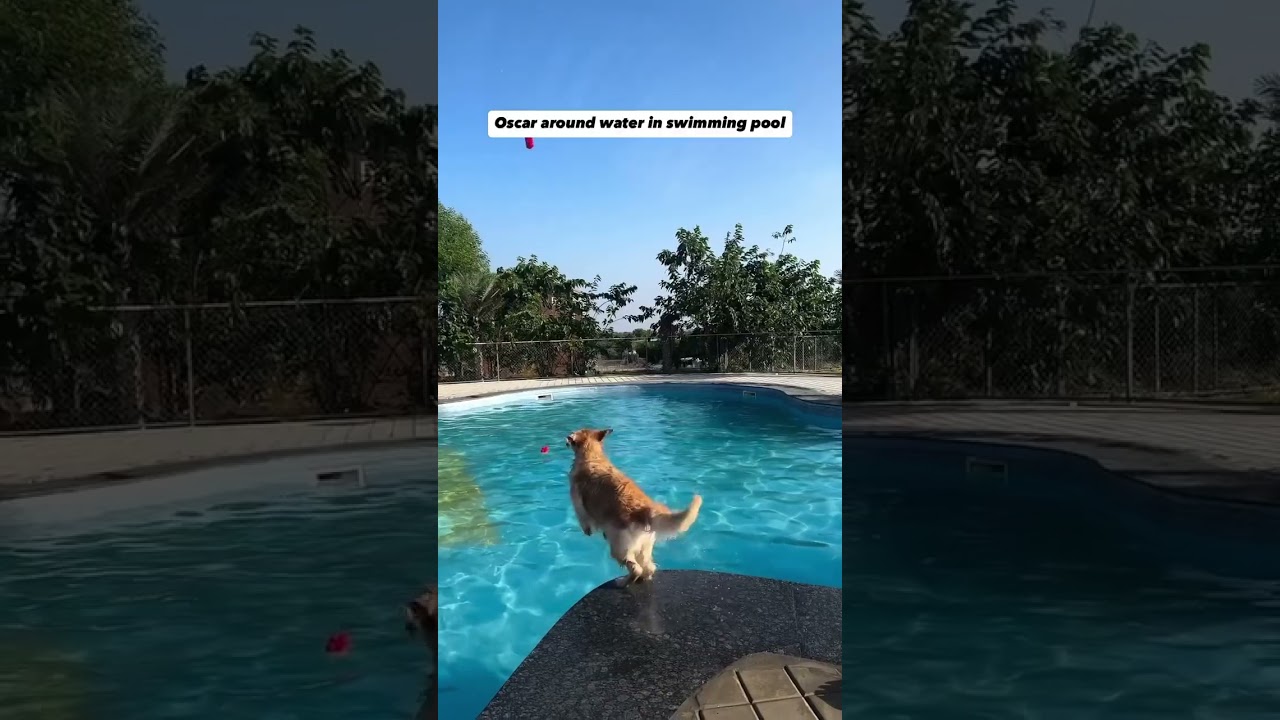 My dog during his bath time 😄 #oscarwonderpup #bathtime #grooming #funny #trending #dogshorts