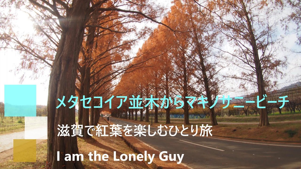 4K【滋賀県マキノひとり旅　メタセコイヤ並木の紅葉から#琵琶湖 マキノサニービーチへ】 autumn leaves of Metasequoia trees to Makino Sunny Beach