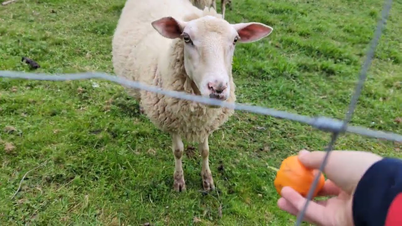 Ovejas y corderos comiendo naranjas. #7