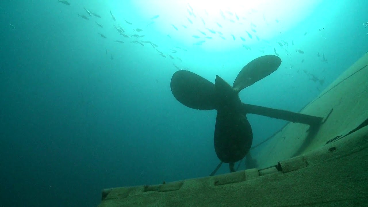 Paardenoog Seer swimming at a wreck 🔴