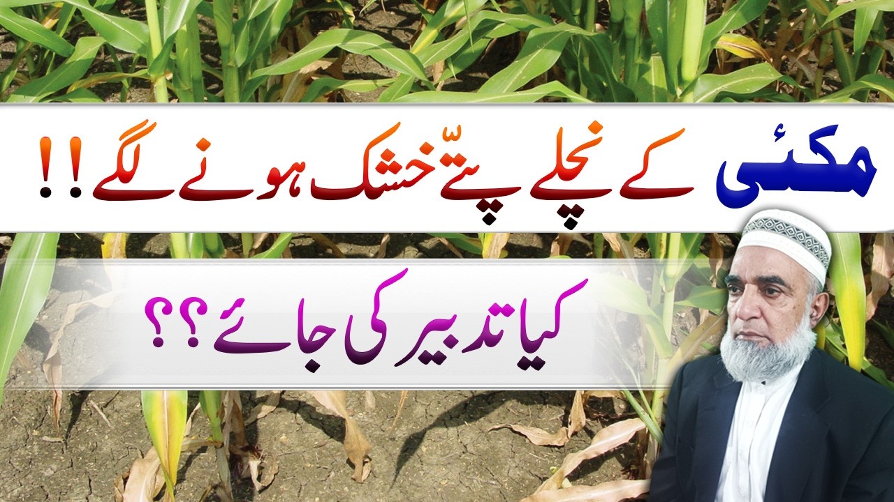 Why Lower Leaves of Maize are drying || Crop Reformer