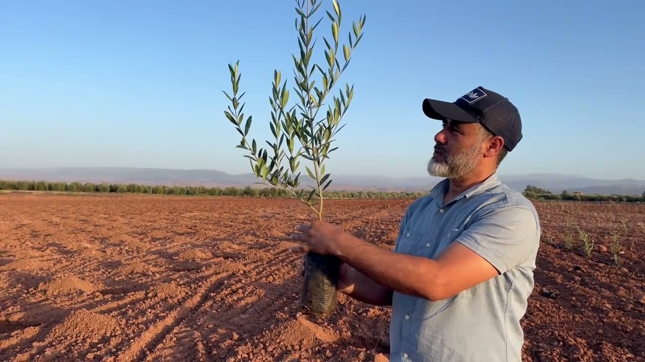 الطريقة الصحيحة و العلمية لغرس شجرة الزيتون الاربكينا الأسبانية مع الخبير محمد فحصي 🌿