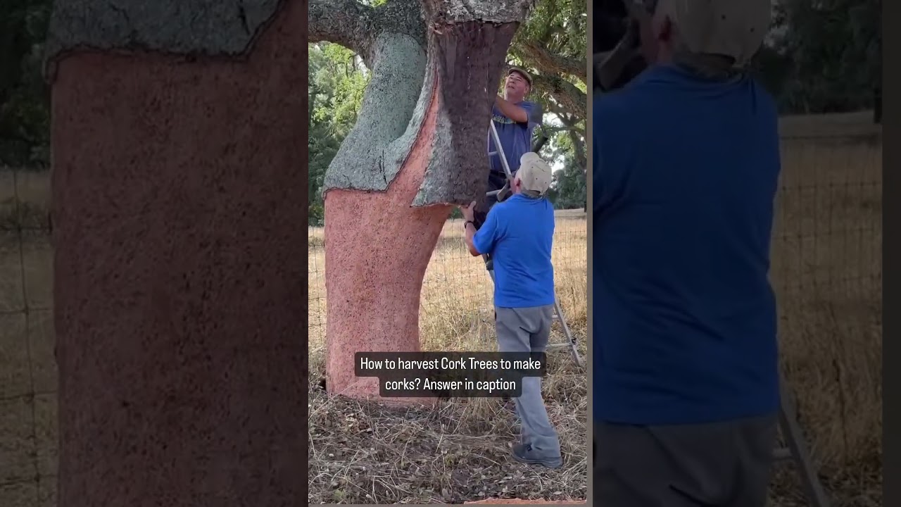Cork Tree Harvest - Napa Valley Wine Academy