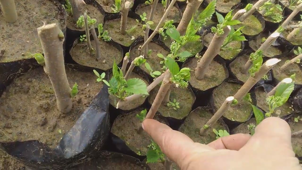 زراعه ونجاح عقل التوت