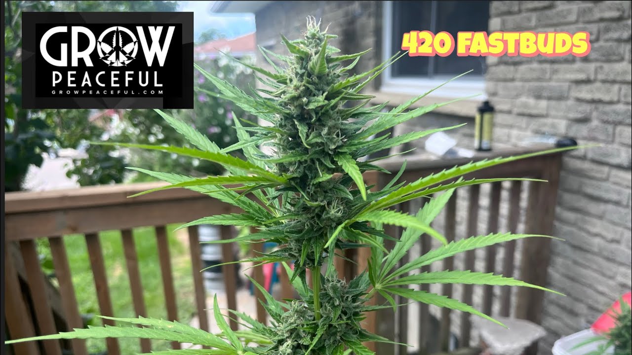 Grow Peaceful cannabis 420 fastbuds autoflowers outdoor skunk northern lights just add water organic