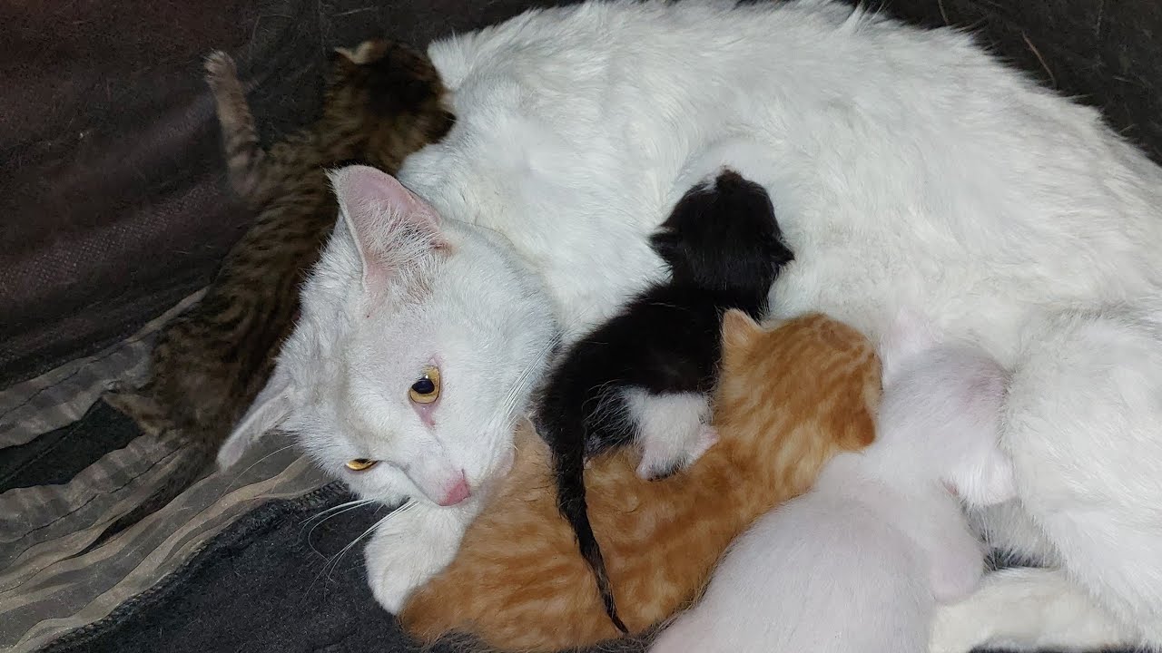 3 Orphan Kittens Accepted By Stanger Cat