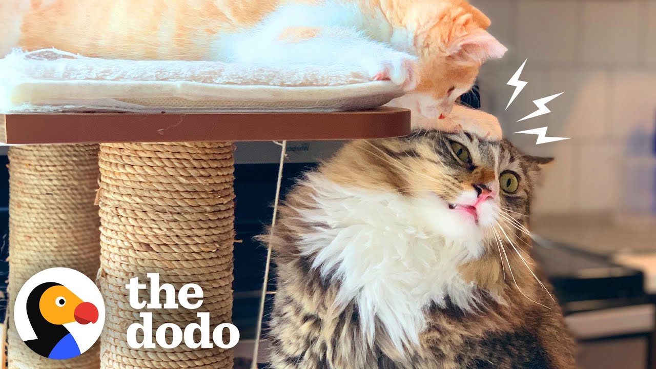 Cat Brothers Love Tormenting Their Dad | The Dodo