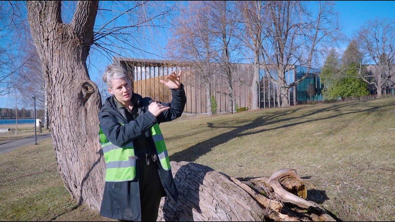 Agnes Meyer-Brandis – Kun puut vaeltavat | As Trees Go By | Serlachius
