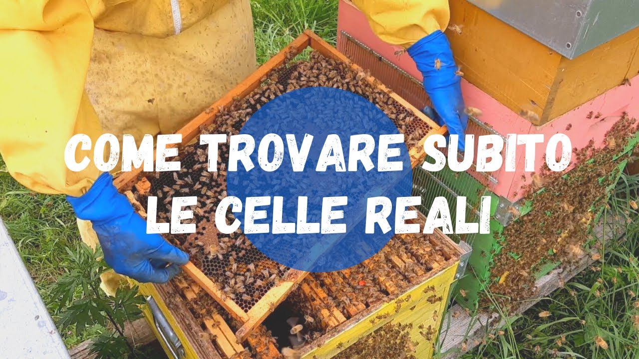 Apicoltura: come trovare le celle reali velocemente