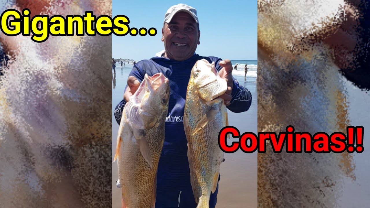 Pescón de CORVINAS!! 😱🎣 En Santa Teresita!!
