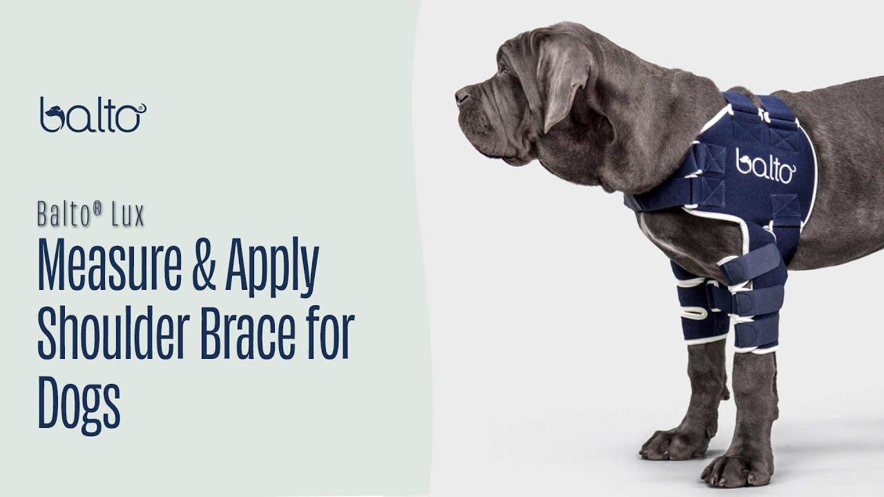How To Measure and Apply a Shoulder Brace on Dog
