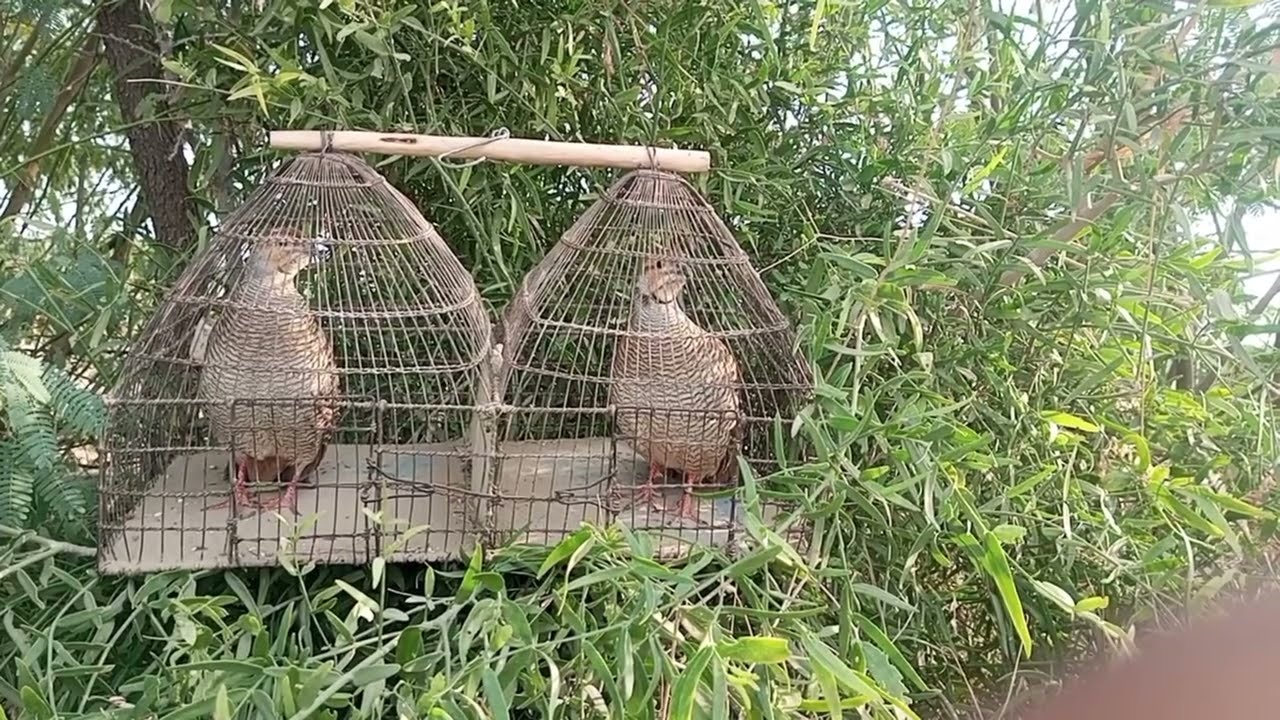 Jungle Mein Desi Teetar Ki Asli Awaz 🐦🔥 | Real Teetar Call