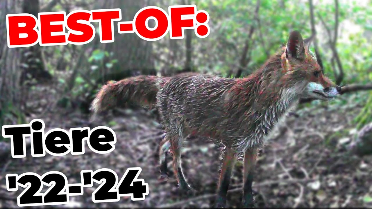 BEST-OF Tiere 2022-2024! 🦊🦌🐇