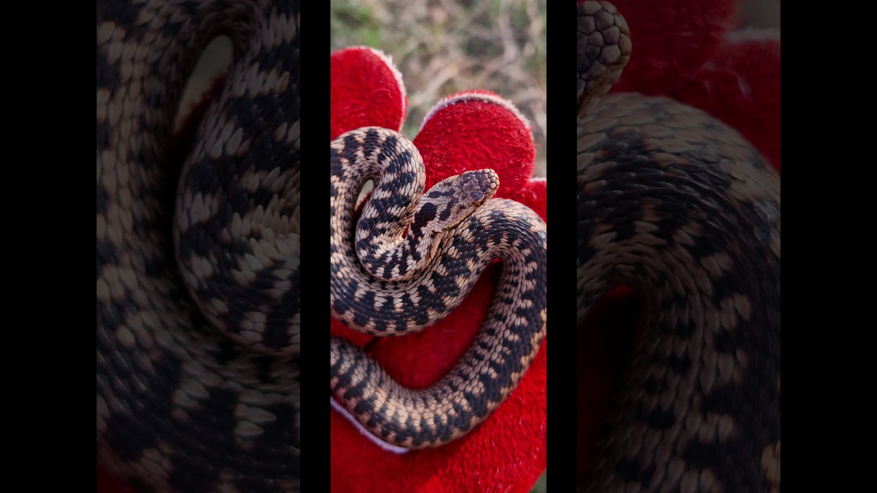 Adder (Vipera berus) Attack #snake #herping #nature