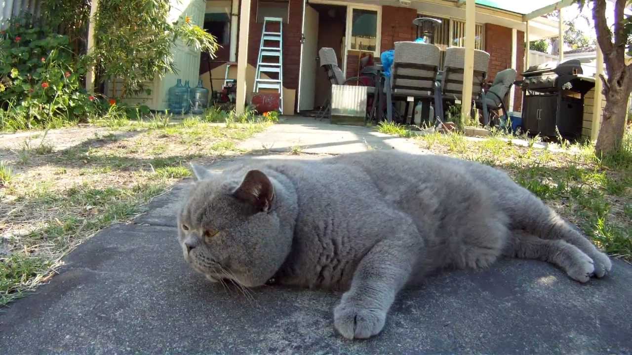 My British Shorthair (Shinobi) getting a brush.