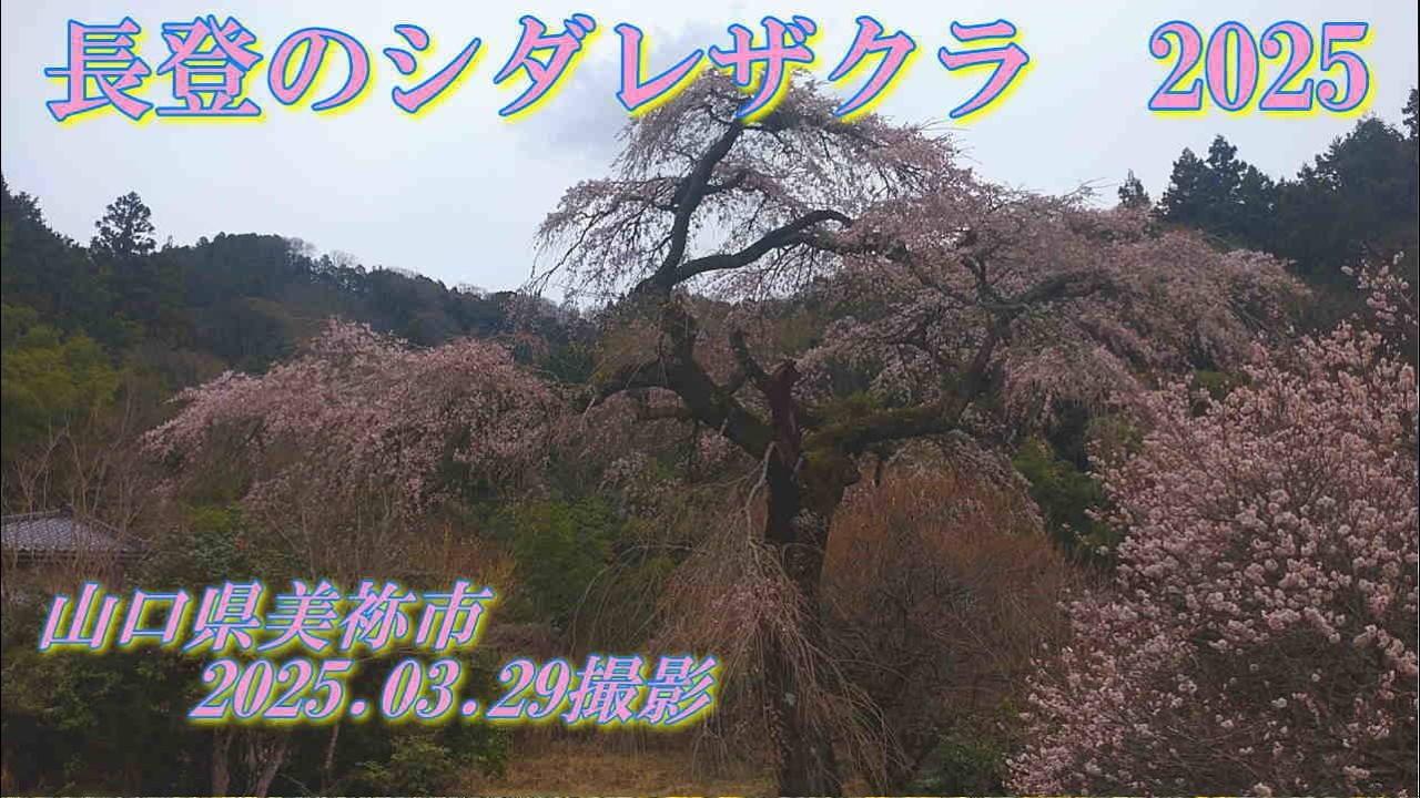 長登のシダレザクラ　2025　　2025.03.29撮影