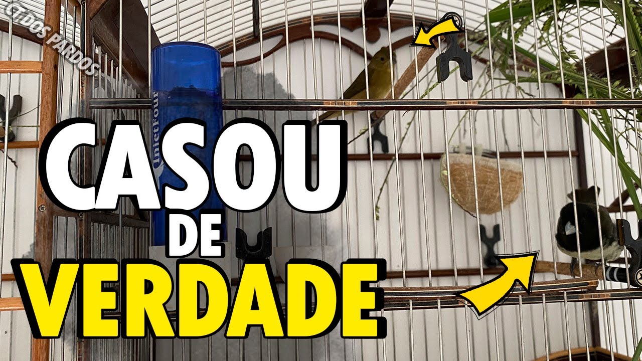 6 SINAIS QUE O PAPA CAPIM BAIANO CASOU DE VERDADE