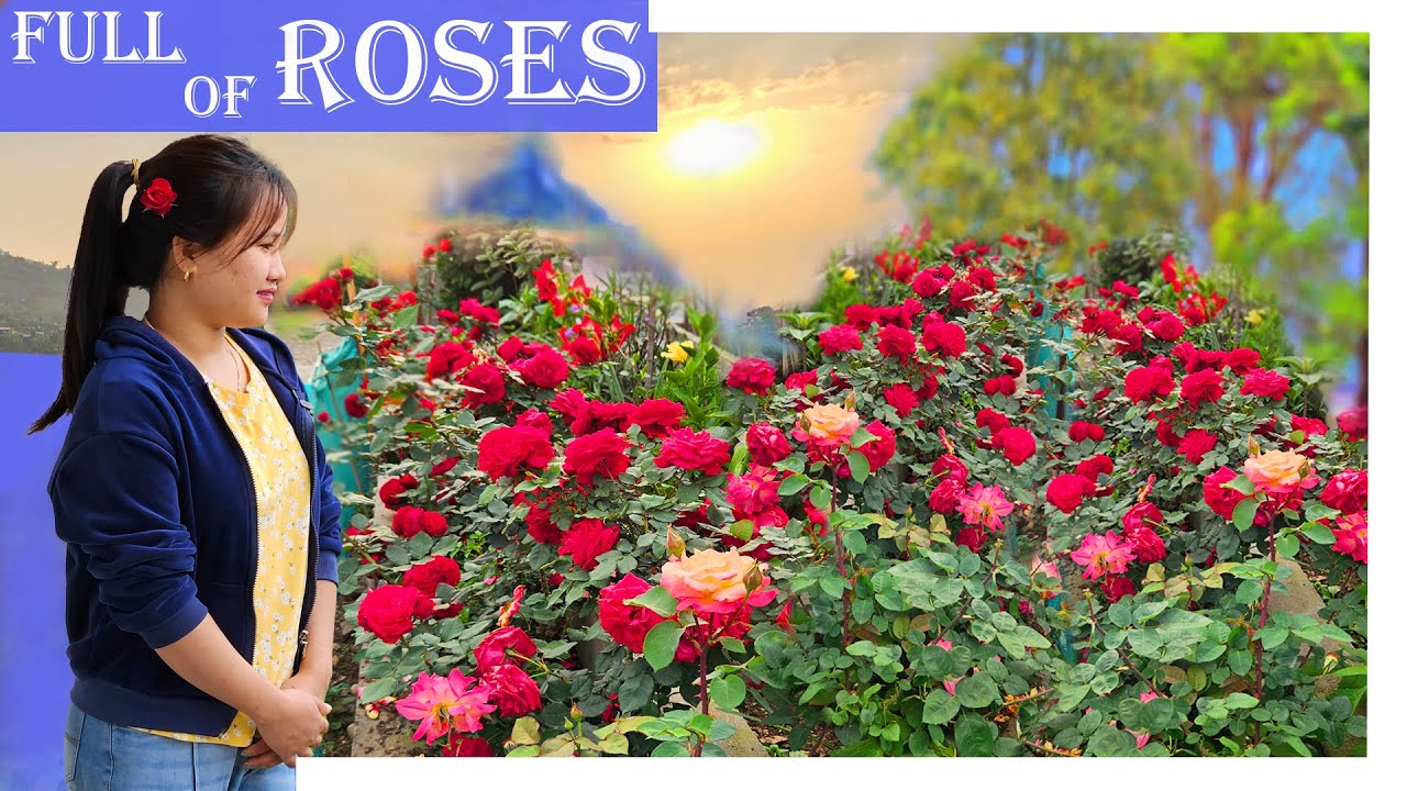 This village is filled with full of Roses || Welcome to Thinsa Village. #tirap #thinsavillage