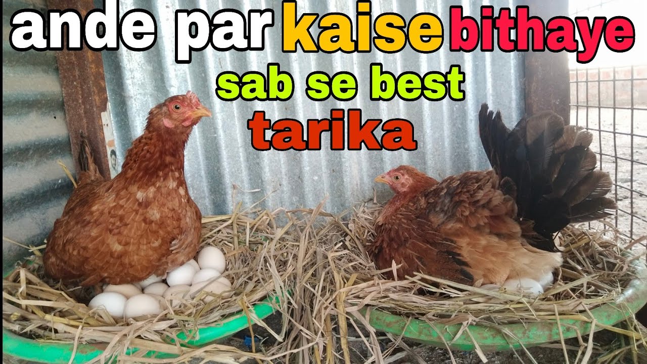 मुर्गी को अंडे पर कैसे बिटाये | murgi ko kurak karne ka tarika