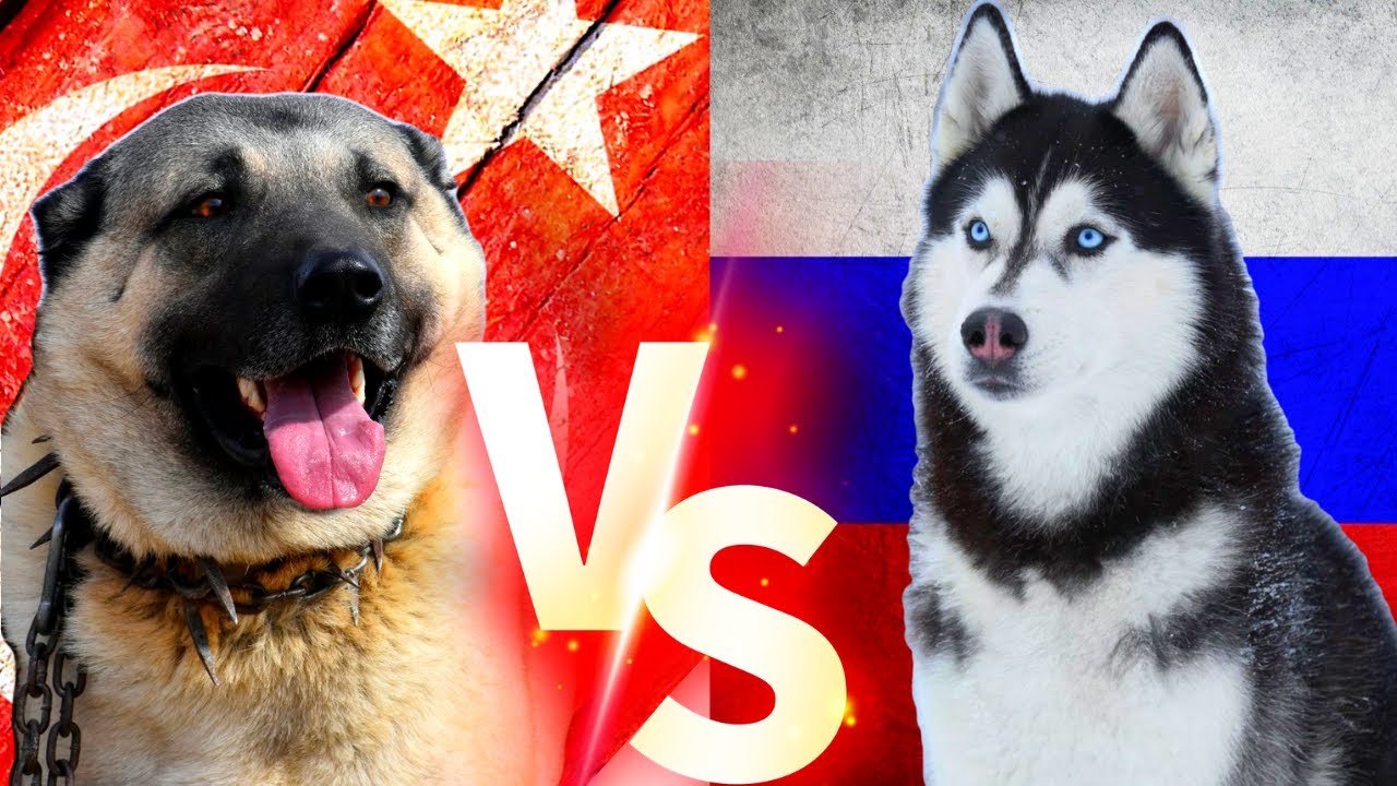 Turkish Kangal Vs Husky ( Sibirya Kurdu ) K&ouml;pekleri #kangal #sibiryakurdu #k&ouml;pek